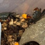 도둑게 키우기 사육장과 코코넛 은신처 모습