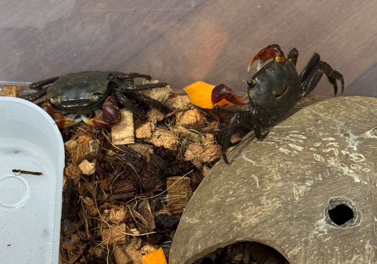 도둑게 키우기 사육장과 코코넛 은신처 모습