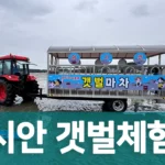 인천 영종도 마시안 갯벌체험장에서 트랙터 마차를 타고 갯벌로 이동하는 모습