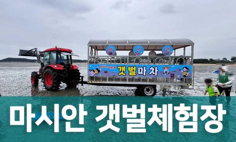 인천 영종도 마시안 갯벌체험장에서 트랙터 마차를 타고 갯벌로 이동하는 모습