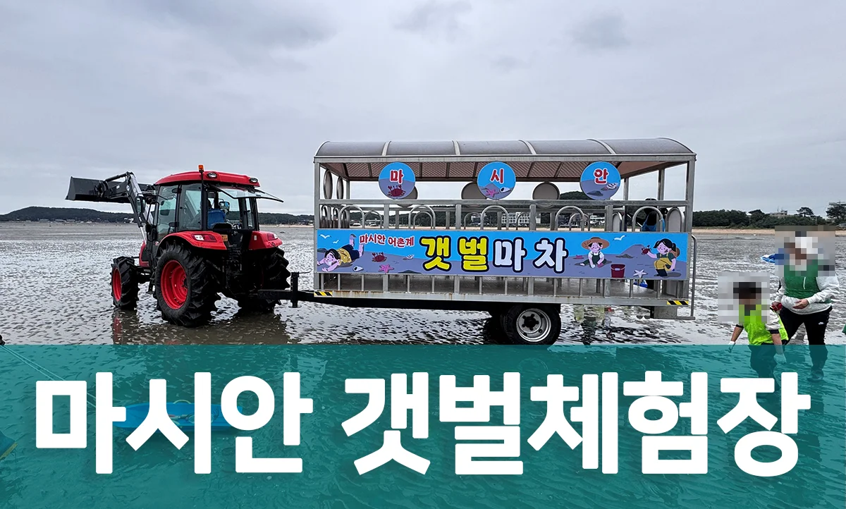 인천 영종도 마시안 갯벌체험장에서 트랙터 마차를 타고 갯벌로 이동하는 모습