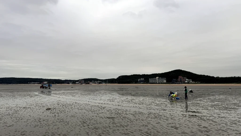 마시안 갯벌체험장에서 갯벌 위에서 체험 중인 사람들의 풍경