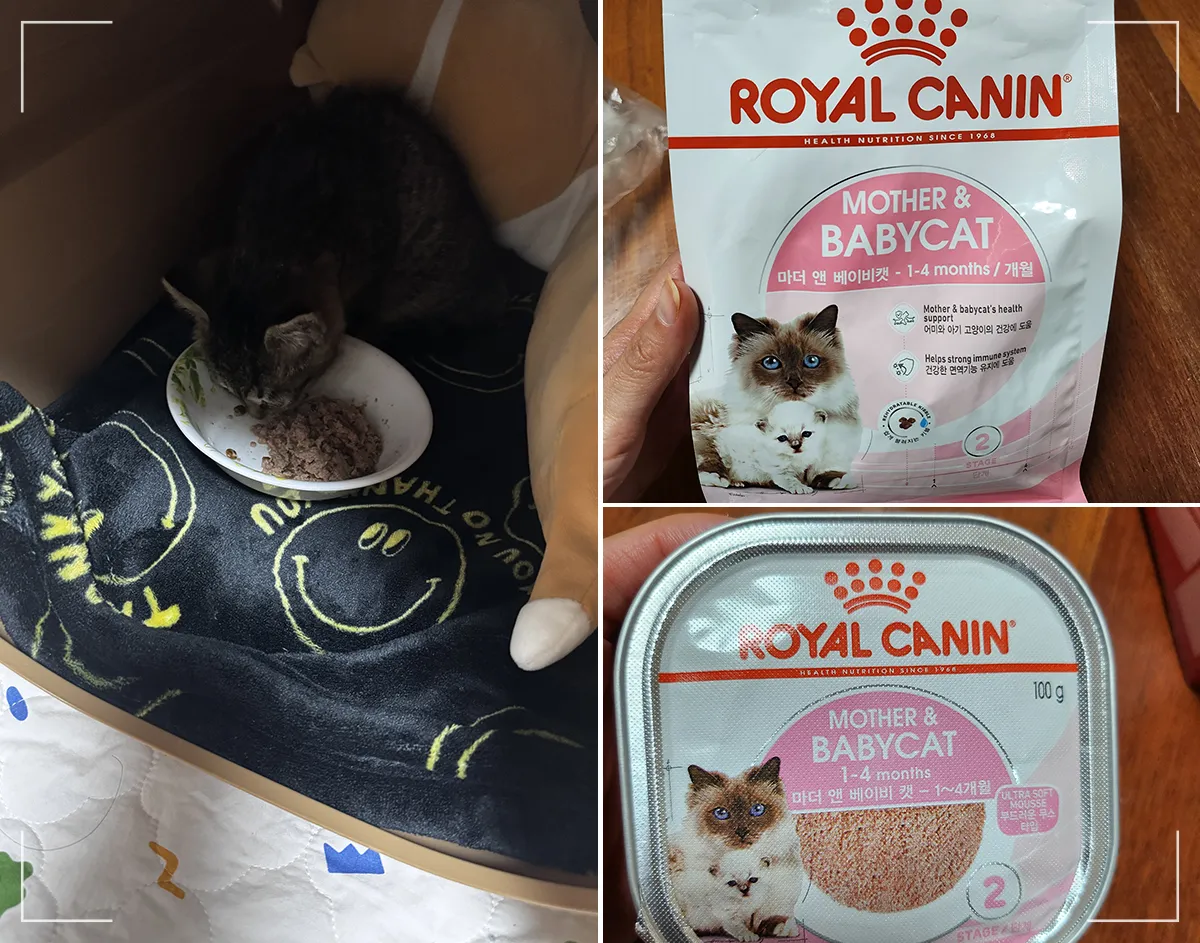 아기고양이 사료 로얄캐닌 키튼 급여 모습과 패키지 이미지