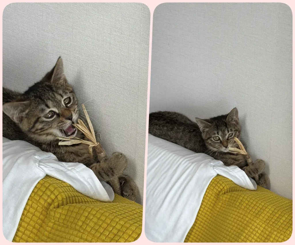 마따따비 장난감을 처음 물고 반응하는 초코 모습