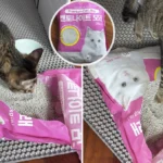 가성비 고양이 모래 씨앤엘 벤토나이트 모래 냄새와 먼지 테스트 중인 고양이 초코 모습