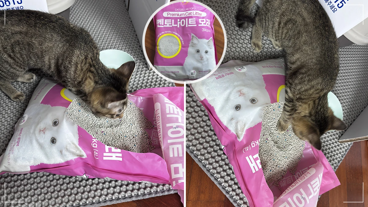 가성비 고양이 모래 씨앤엘 벤토나이트 모래 냄새와 먼지 테스트 중인 고양이 초코 모습