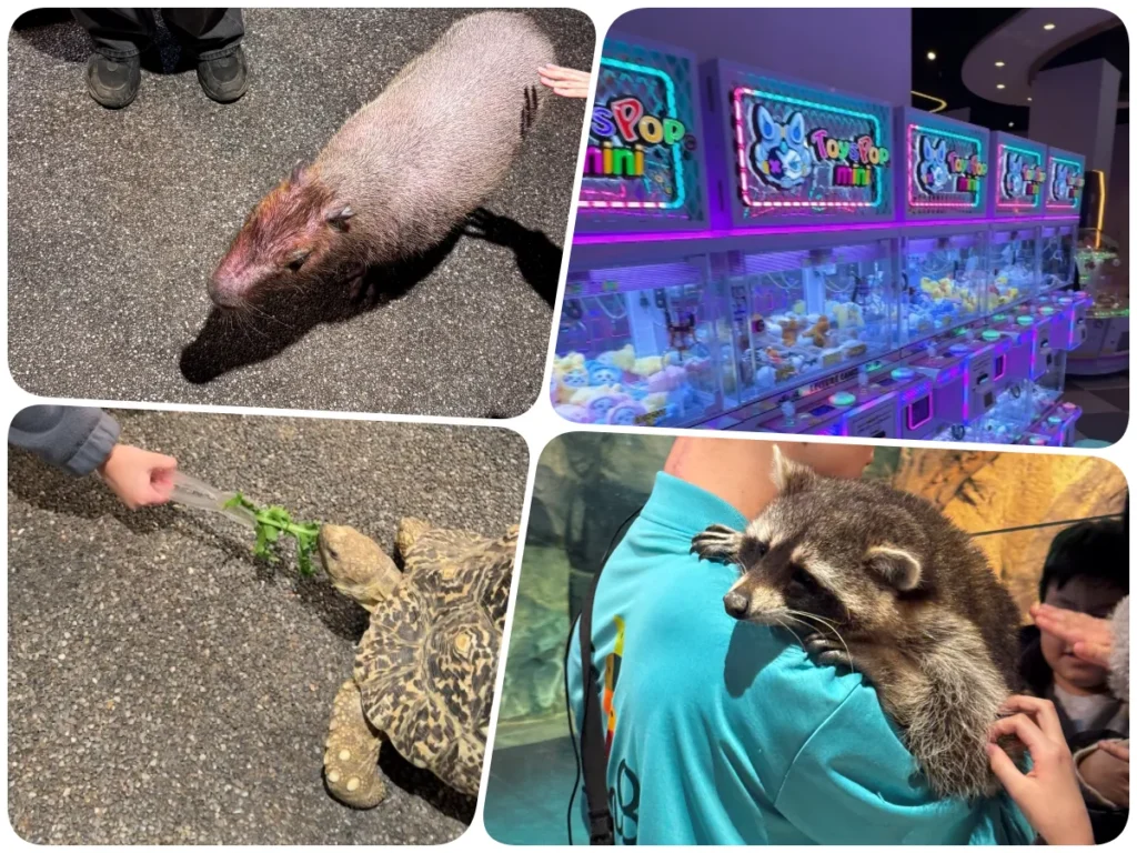 아쿠아가든 가평점 1층 실내동물원 카피바라 먹이체험 모습
