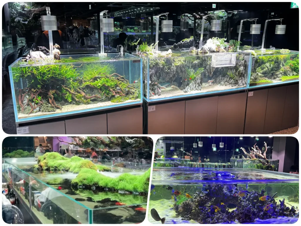 아쿠아가든 가평점 2층 아쿠아리움 수조 전경
