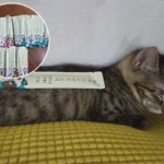 고양이 단백질 간식 메가츄 90개입을 등 위에 올려둔 아기 고양이 모습