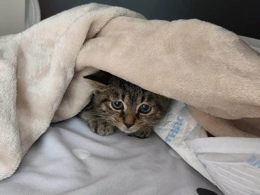 고양이 키우기 전 필수 비용 얼마? 초보 집사 준비 체크리스트 정리 2 고양이 입양 초기 담요 속 아기 고양이 모습