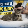 고양이 키우기 전 필수 비용 초보 집사 가이드