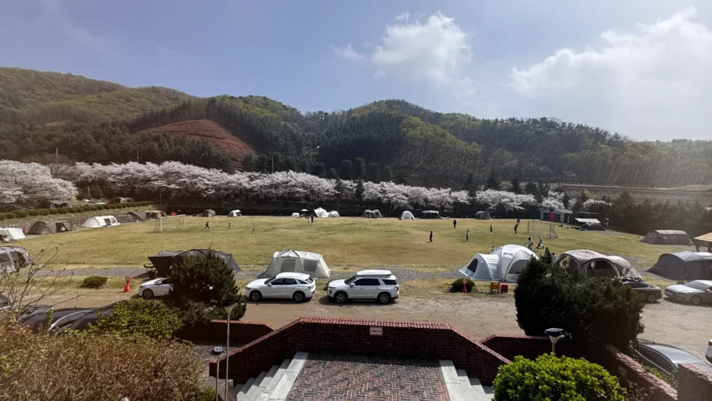 청려수려원 캠핑장 전경 노지 구역 벚꽃 시즌 풍경