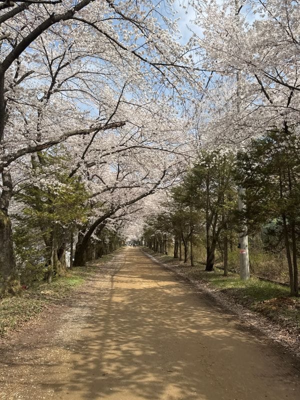 청려수려원 캠핑장 벚꽃길 산책로 봄 캠핑 분위기