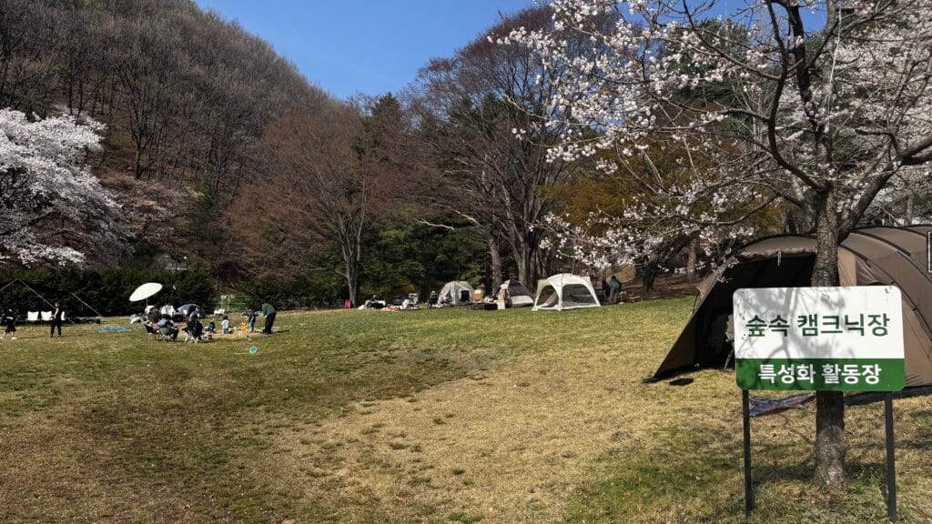 청려수려원 캠핑장 숲속 캠크닉 구역 벚꽃 아래 가족 캠핑 모습