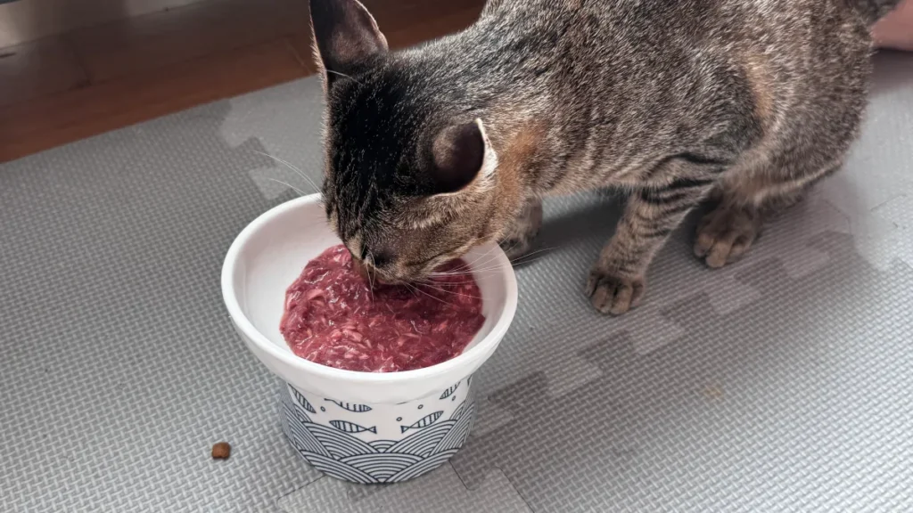 베로베로 고양이 캔 후기, 수분 섭취와 기호성 좋은 3가지 맛 급여기 5 7개월 3kg 고양이 초코가 베로베로 고양이 캔을 먹는 모습