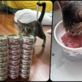 베로베로 고양이 캔 24캔 세트와 초코 급여 후기 썸네일