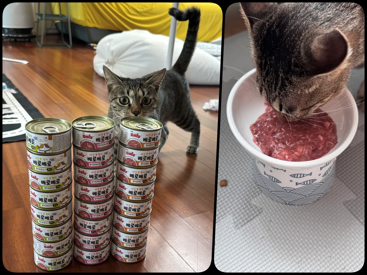 베로베로 고양이 캔 24캔 세트와 초코 급여 후기 썸네일