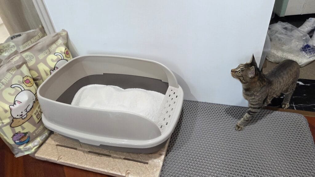 고양이 카사바 모래 장단점, 벤토나이트와 차이 비교 4 고양이 화장실 주변 바닥에 떨어진 가는 카사바 모래 입자